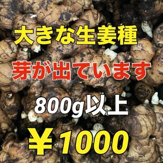 生姜種‼️800g以上‼️芽が出て植えやすい❗️(野菜)