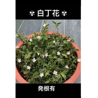 白丁花(発根有)10本(プランター)