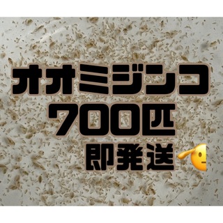 【オオミジンコ700匹程　稚ミジンコ】送料無料めだか金魚etc.(アクアリウム)