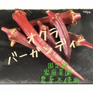 固定種 オクラバーガンディー✨種30粒(野菜)