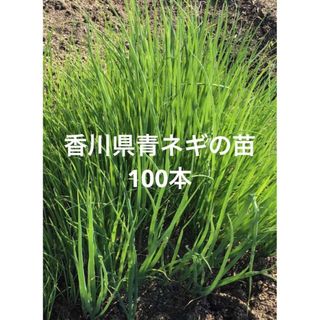 香川県青ねぎの苗　100本(野菜)