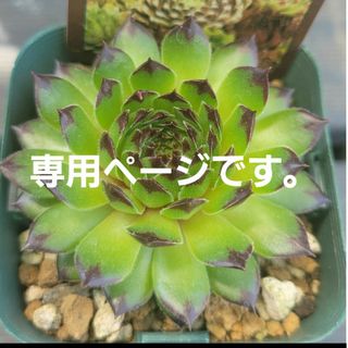 専用ページです。　多肉植物　センペルビウム10セット(その他)