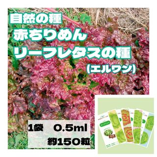 レタスの種　エルワン　自然農法で育成・採種した国産の種　育てやすい(野菜)