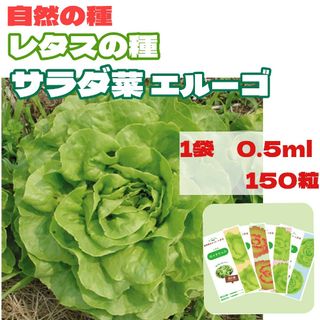 レタスの種　エルーゴ　自然農法で育成・採種した国産の種　家庭菜園(野菜)