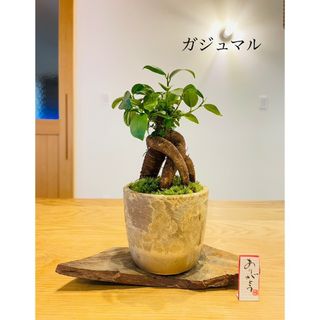 ガジュマルの苔盆栽　ホソバオキナゴケ