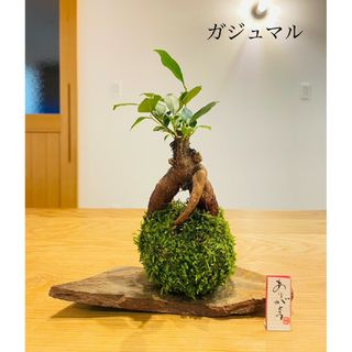 ガジュマルの苔玉　フィカス