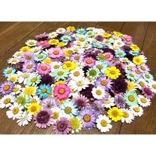 70冠で890円‼️銀の紫陽花のお花畑で咲いたマーガレットのドライフラワー‼️(ドライフラワー)