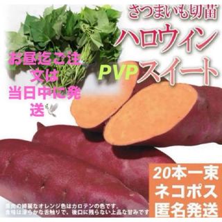 さつまいも切苗    ハロウィンPVPスイート  20本   ネコポス　送料無料(野菜)