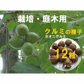 栽培・庭木用 オニグルミ(クルミ) くるみ 種子 12粒 北海道産 木の実(その他)