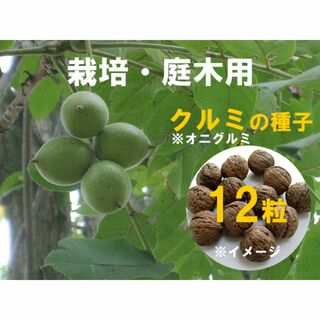 蝶 幼虫 食草・栽培用 オニグルミ(クルミ) くるみ 種子 12粒 オナガシジミ(虫類)