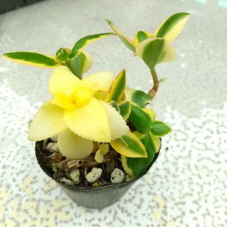 多肉植物　サルメントーサ①　抜き苗(その他)