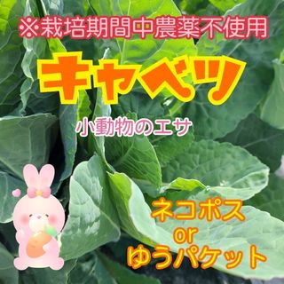 残りわずか‼️栃木県産　キャベツ　小動物のエサ【ネコポス又はゆうパケット】