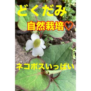 自然栽培！効能がたくさん♪ドクダミネコポスいっぱい(野菜)