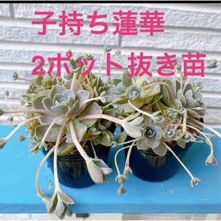 ■多肉植物■子持ち蓮華　抜き苗(その他)