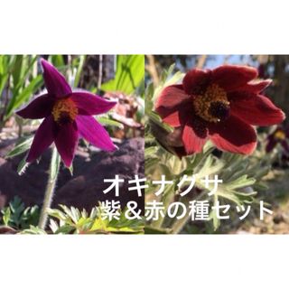 ★オキナグサ種50粒以上★花色は紫＆赤セット★翁草オキナソウ★種子★山野草★(その他)