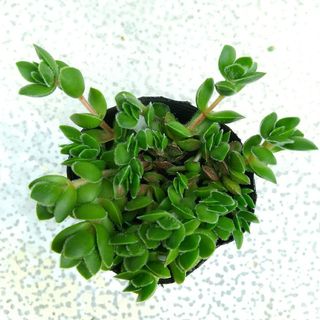 多肉植物　ディビット①　抜き苗(その他)