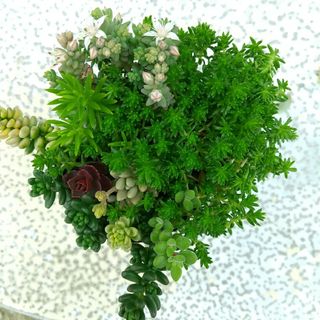 多肉植物　セダム　抜き苗①(その他)