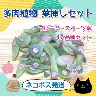 多肉植物　韓国苗　フルーツ・スイーツ系葉挿し 17品種セット【1】