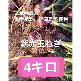 新鮮無農薬栽培　香川県産　新赤玉ねぎ　4キロ(野菜)