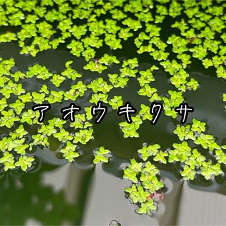 ☻浮草 水草☻ アオウキクサ 直径約15cmのタモでひとすくい