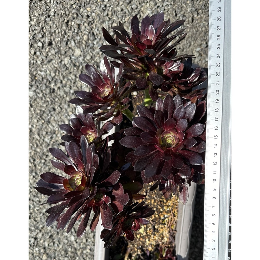アエオニウム　黒法師抜き苗　多肉植物2 ハンドメイドのフラワー/ガーデン(プランター)の商品写真