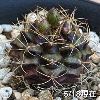 ★：子育てセット♪(＞▽＜)　「麗蛇丸　花芽つき優良発色株」(その他)