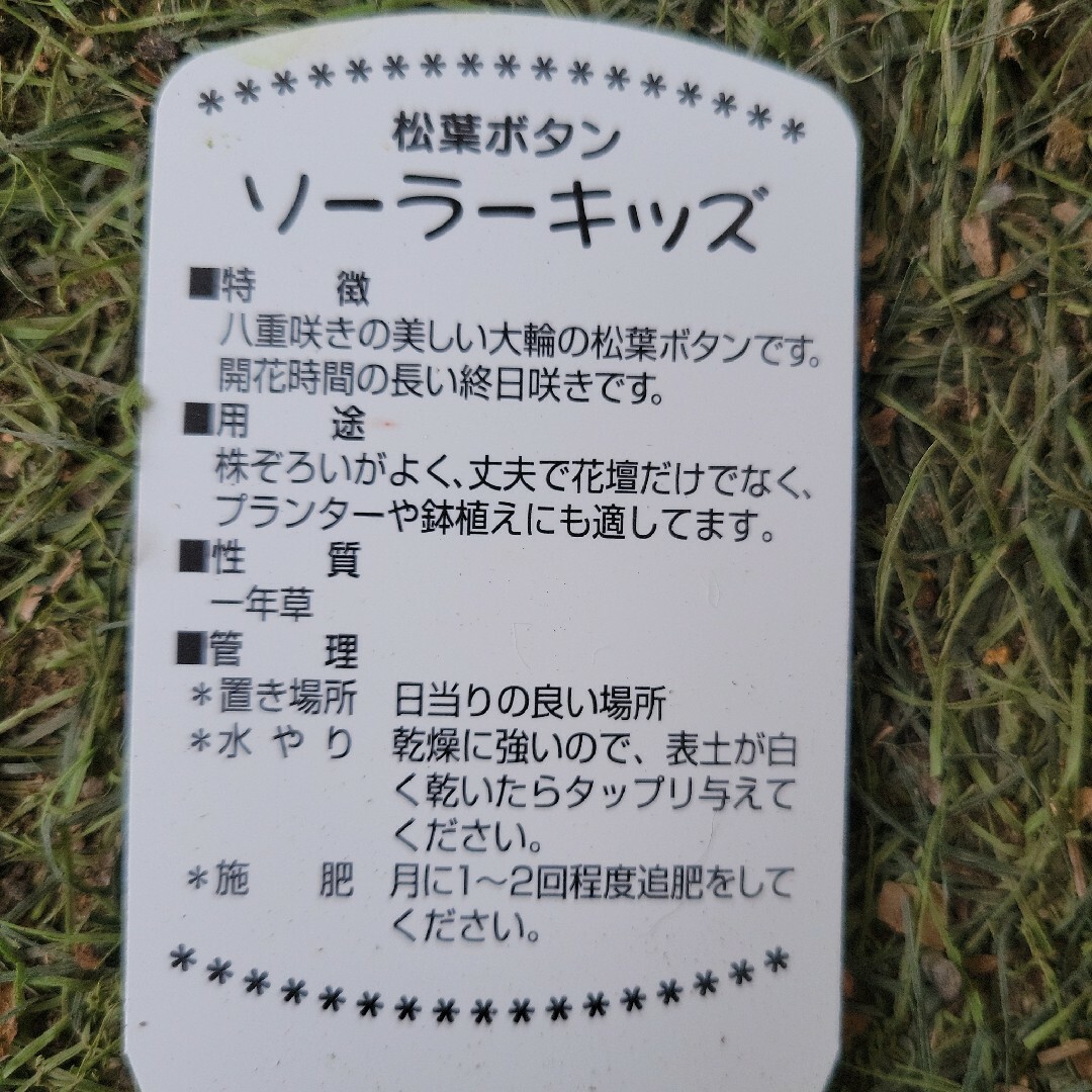 『八重咲き・マツバボタン』4号ポット苗　土付き抜き苗　1ポット分　草花 インテリア/住まい/日用品のインテリア/住まい/日用品 その他(その他)の商品写真