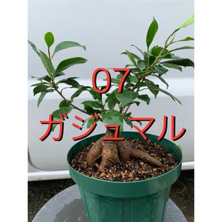 07 ガジュマル　スリット鉢付　 Ficus microcarpa(プランター)