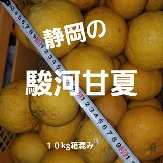 駿河甘夏　１０kg(箱混み)訳あり(フルーツ)