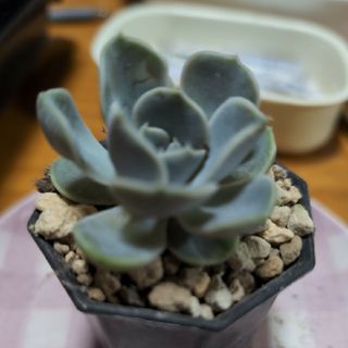 多肉植物439　エケベリア　カット苗  スノーバニー(その他)