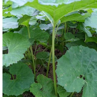 1.岡山県産  天然野ぶき  ネコポス箱  700グラム  農薬不使用(野菜)