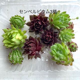 多肉植物センペルビウム3種 カット苗