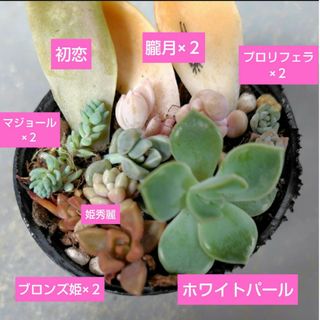 【多肉植物】ホワイトパール、プロリフェラ、初恋など　根つき苗(その他)