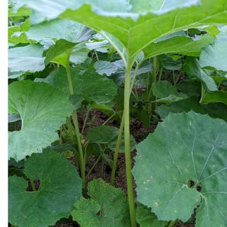 2.岡山県産  天然野ぶき  ネコポス箱  700グラム  農薬不使用(野菜)