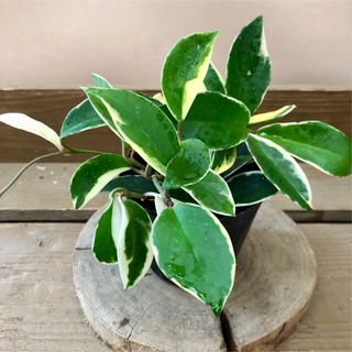 観葉植物　ホヤ カルノーサ　リップカラー(その他)