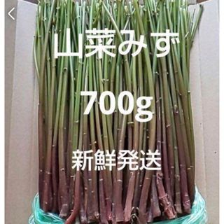 12 山菜　みず　ミズ　700g  新鮮発送(野菜)