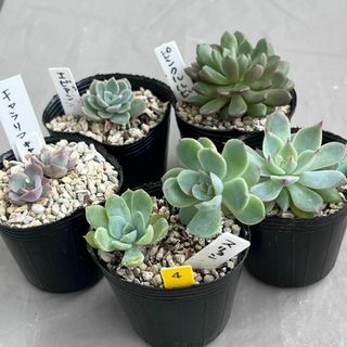 4 多肉植物 エケベリア 5個セット スリョン ピンクルルビー チワワエンシス(その他)