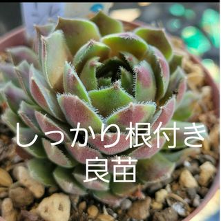 多肉植物　センペルビウム　バイオレットクイーン大苗　7.5㎝ポット入り抜き苗発送(その他)