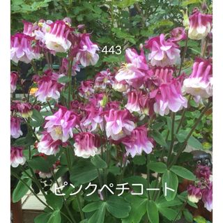 西洋オダマキ　花の種　ピンクペチコート　25粒