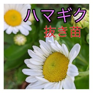 ハマギク苗（浜菊）　花苗　抜き苗　１株　　☆可憐なチョット大きな白い花☆(プランター)