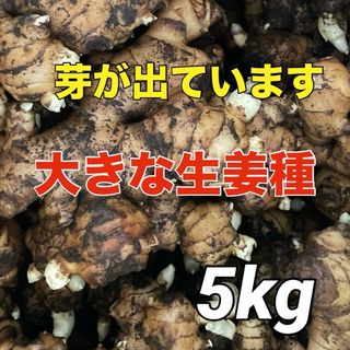 生姜種‼️芽が出てるので植えやすい‼️5ｋg入(野菜)