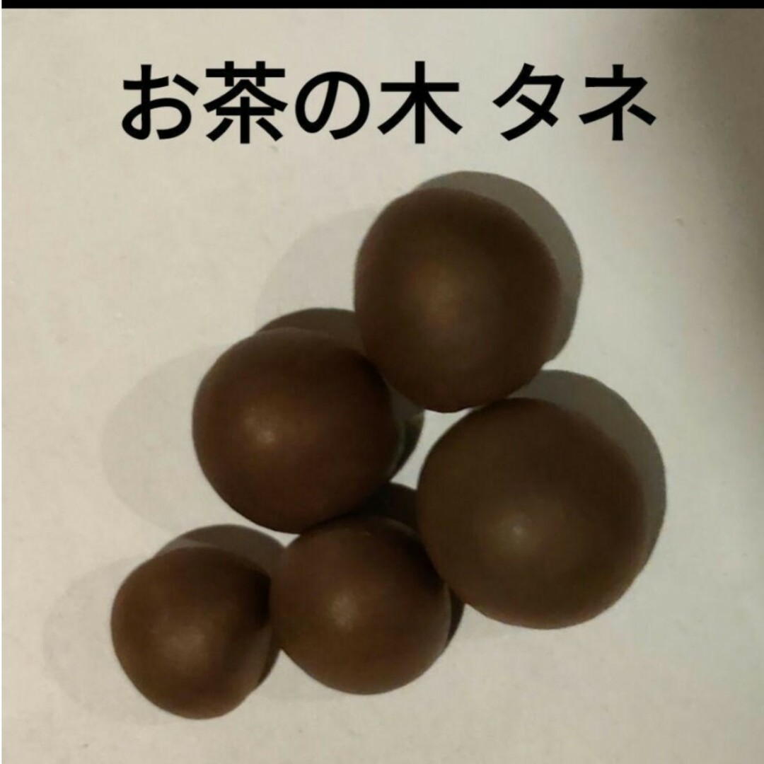 お茶タネ その他のその他(その他)の商品写真