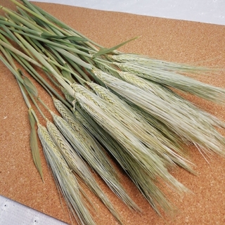 【ドライフラワー花材】青刈り大麦　オオムギ　約30cm　30本セット(ドライフラワー)