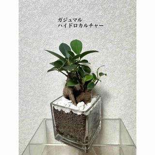 ガジュマル　ハイドロカルチャー　観葉植物