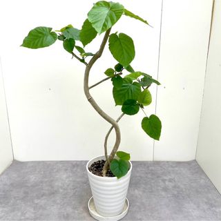 フィカス　ウンベラータ　21【現品】観葉植物　室内(その他)