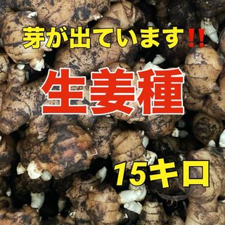 生姜種‼️芽が出て植えやすい‼️15kg入(野菜)