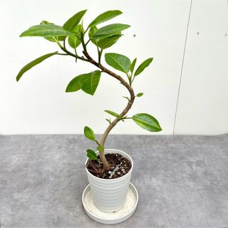 フィカス　アルテシマ　曲がり　16【現品】観葉植物　室内(その他)