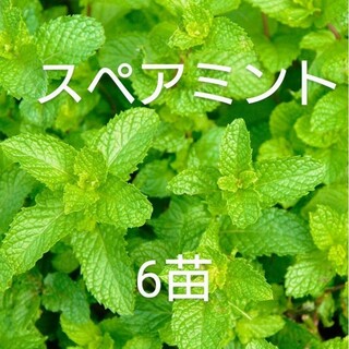 無農薬スペアミントの苗6本【自然栽培】⑬(プランター)