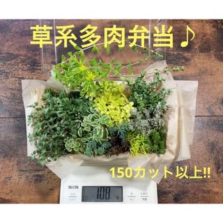 多肉植物　セダム弁当　寄せ植え　150カット以上(その他)