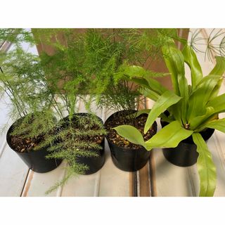 観葉植物植物 3種類 4ポット 宅配便送料込み(その他)